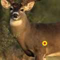 Can a crossbow kill a deer?