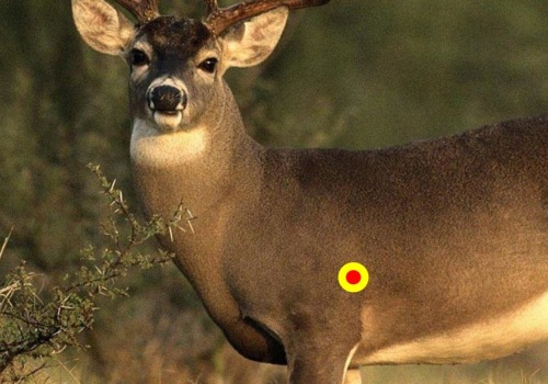 Can a crossbow kill a deer?